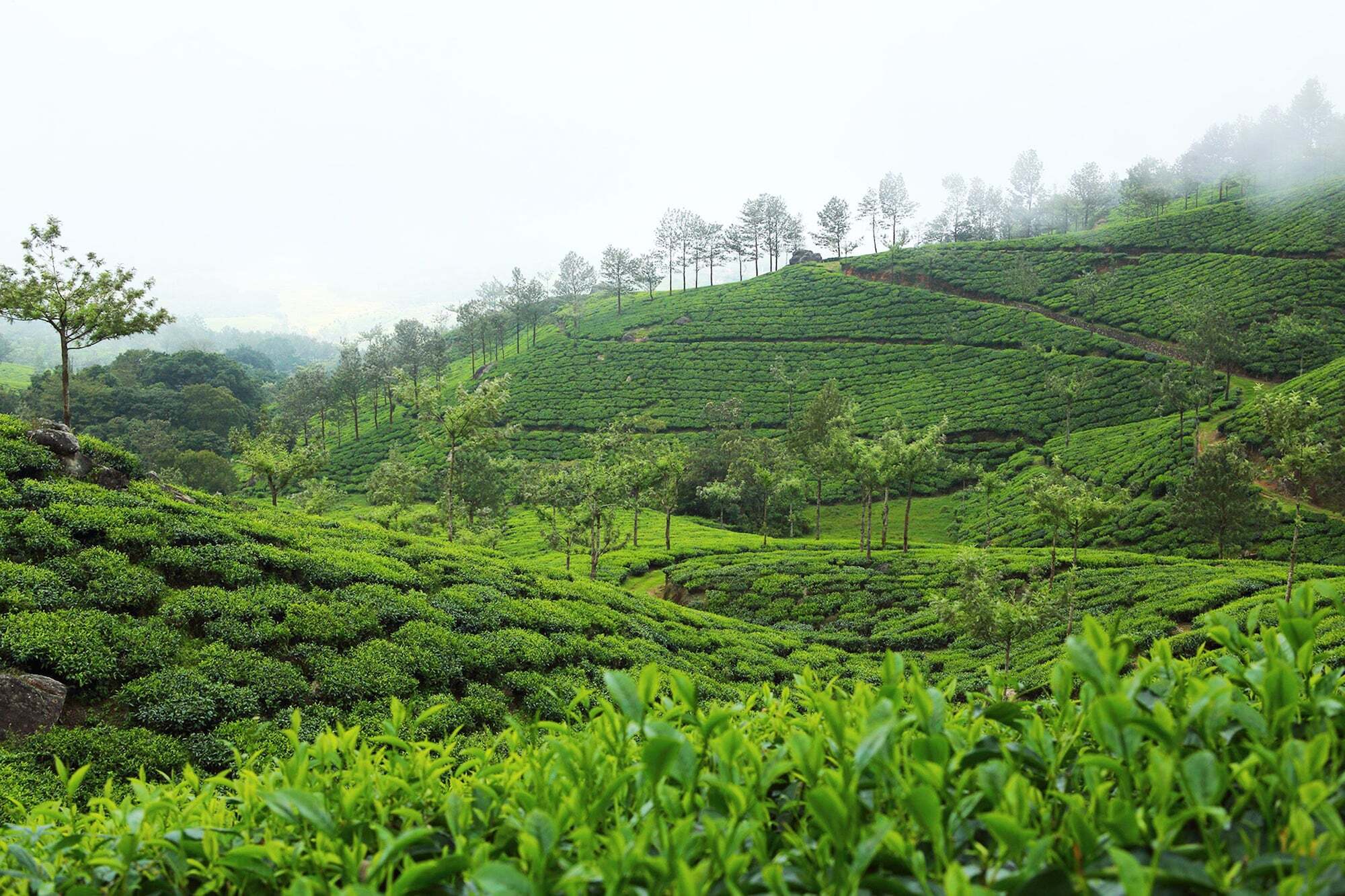 Fort Munnar Chinnakanal Exterior foto